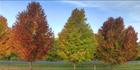 Colours of Autumn - Stanley - VIC T (PBH4 00 13487)